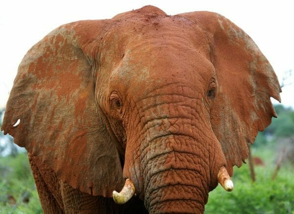 Madikwe Elephant: Botswana Selbstfahrer