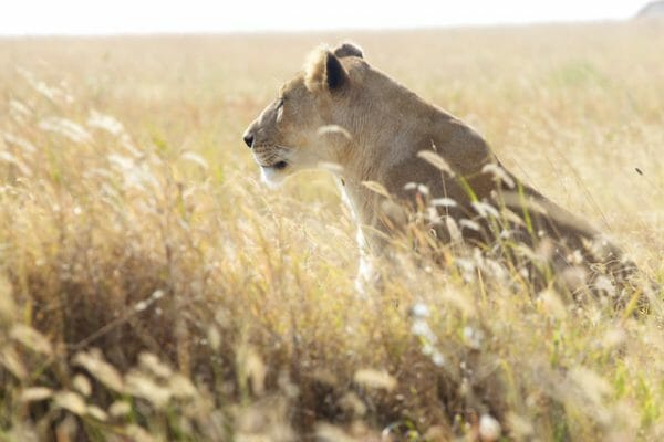 Löwin im gelben Grasland der Serengeti. Safaritipps im Reiseblog planetenreiter.de