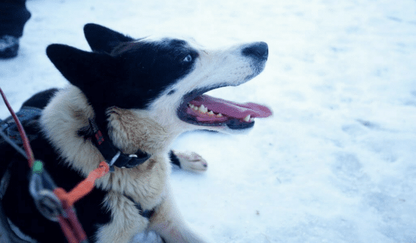 Reisetipps Hundeschlittenfahren Tromsö Norwegen