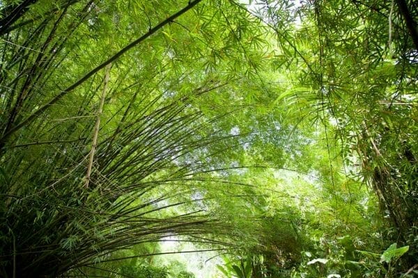Grünes Bambusdach über Wasserkanal Costa Rica