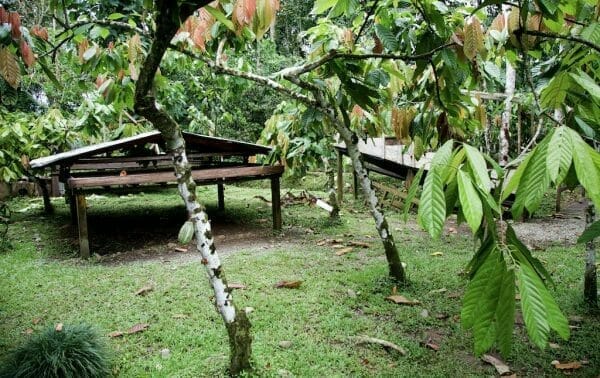 Kakaopflanzen im Kakaomuseum Costa Rica