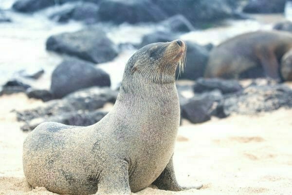 Galapagos Seelöwe San Cristobal
