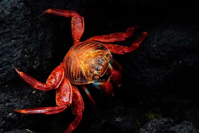 Tierfotografie und Fotoausrüstung Galapagosinseln: Isabela-Krabbe