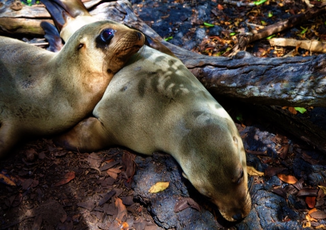 Tierfotografie und Fotoausrüstung Galapagosinseln: Isabela