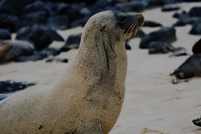Tierfotografie und Fotoausrüstung Galapagosinseln