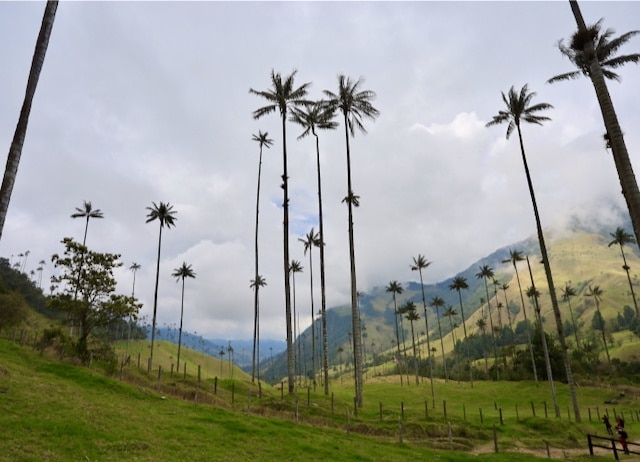 Kolumbien Reiseblog Cocora Valley