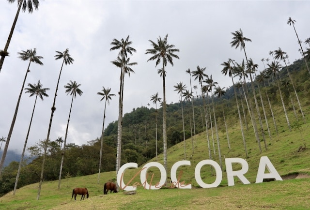 Kolumbien Reiseblog Cocora Valley