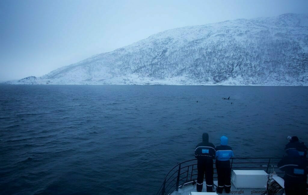 Orcas im Regen. Whale Watching in Tromsö