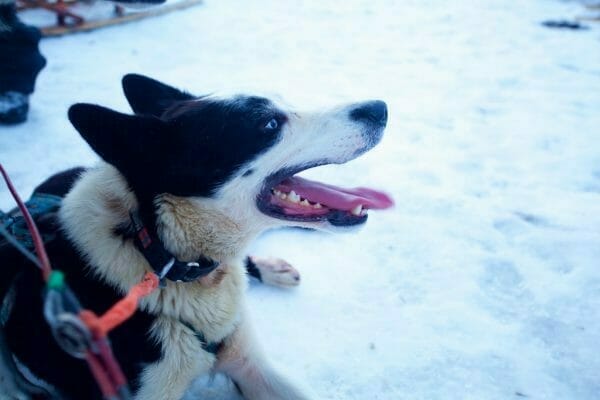 Tromsö Aktivitäten: Hundeschlitten